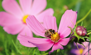 Les plantes mellifères au secours des abeilles