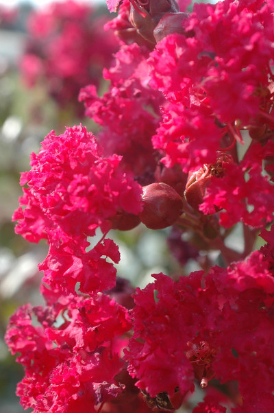 Braise d'été. SARL Lagerstroemia