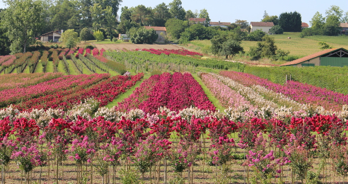 Parcelles de Lagerstroemia. SARL Lagerstroemia