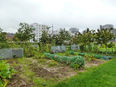 Le jardin des cultures à Lille-Sud. © Plante &amp; Cité/Louise Seguin.