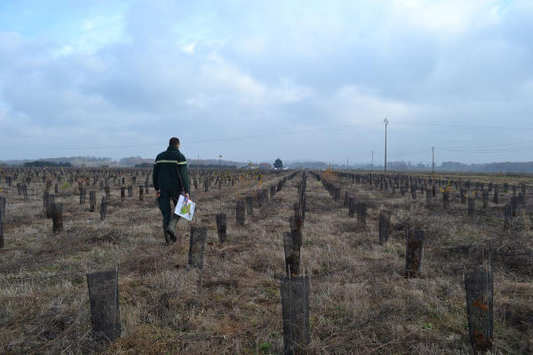 La parcelle n°10, plantée en 2019, dont les petits arbres commencent à constituer une future parcelle forestière. ©MB/ONF