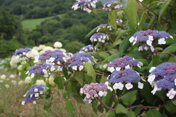 Hydrangea sargentiana. © Pépinières Lafitte.