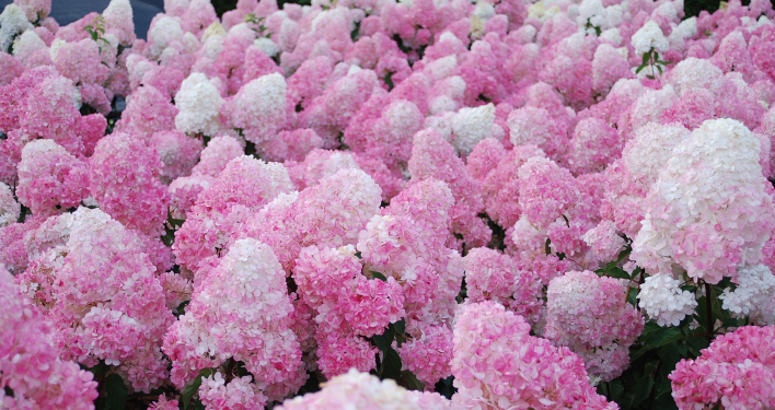 Hydrangea paniculata Vanille-Fraise®. © Sapho.