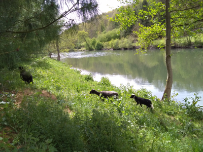 Les moutons contribuent à contenir la renouée du Japon. © Solveg.