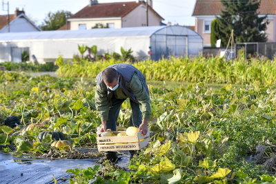 Récolte à la pépinière du Grand Blottereau © Ville de Nantes - Stephan Menoret