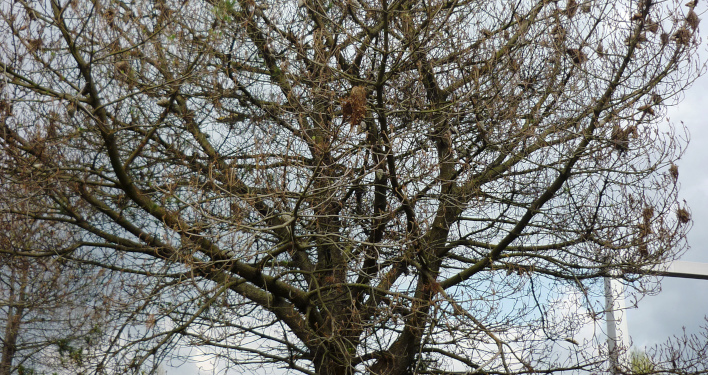 Participez au signalement du dépérissement des arbres en milieu urbain