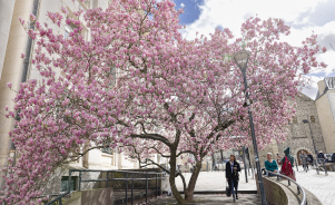 « La première étape consiste à choisir des essences adaptées aux conditions urbaines, robustes aux maladies et résistantes aux aléas climatiques. »