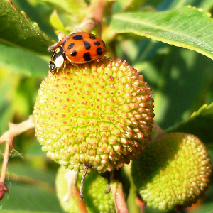 Coccinelle asiatique (Harmonia axyridis) adulte sur arbousier. © Plante &amp; Cité / Maxime Guérin