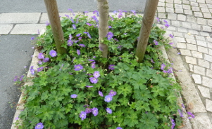 Quelles plantes utiliser pour végétaliser les pieds d’arbres ?