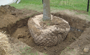 Comment assurer une bonne plantation des arbres ?