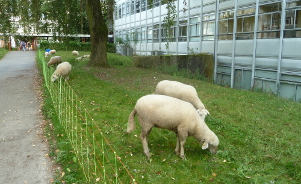 L’écopastoralisme urbain, un mode d’entretien doux et polyvalent