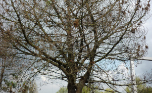 Participez au signalement du dépérissement des arbres en milieu urbain !