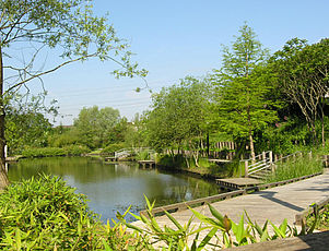 Les berges nord du bassin du Buisson