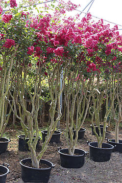 Touffe Braise d'été. SARL Lagerstroemia