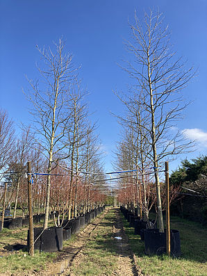 Arbres transplantés en hors sol. © Guillot Bourne II