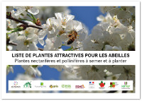 Liste de plantes attractives pour les abeilles